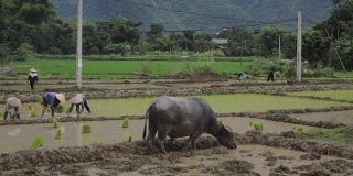 图为越南农民在越南沙巴麦洲的梯田上徒手种植水稻