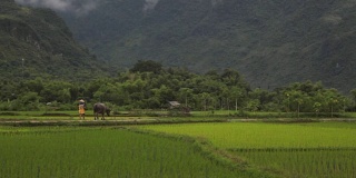 越南农民在沙巴麦洲的稻田里放牛