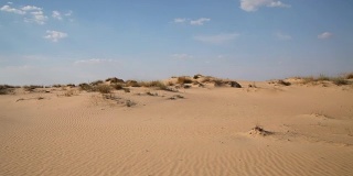 沙漠中的沙丘和植被
