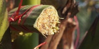 在东南亚，从新鲜的棕榈叶上滴下椰子糖液