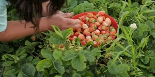 人工采集草莓