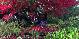 一家人在秋天的公园里玩，在美丽的红树下