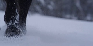 慢镜头特写:野马在寒冷的冬天穿过柔软的雪毯