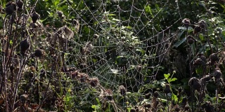 蜘蛛网，草地上的蜘蛛网