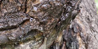 水滴在老树皮上流动
