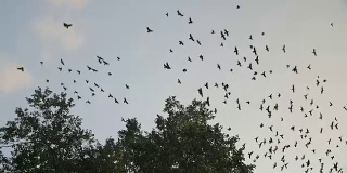 乌鸦在树上飞过的剪影。