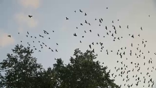 乌鸦在树上飞过的剪影。视频素材模板下载