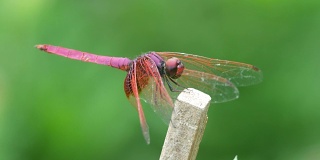 深红的沼泽滑翔机蜻蜓栖息在木杆上