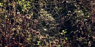 清晨的蜘蛛网