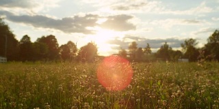 近距离自由度:盛开的草和三叶草覆盖在晨露在草地上