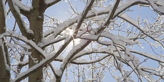 特写:晶莹的雪花从树上飘落，映衬着晴朗的蓝天