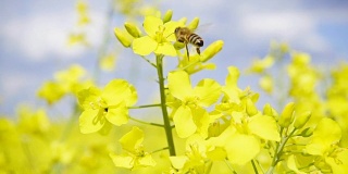 蜜蜂和油菜花，慢镜头