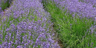 夏天的薰衣草花田