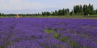 夏天的薰衣草花田