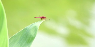 蜻蜓在绿色的叶子和绿色的背景。