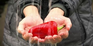 水在女人手里的红辣椒上流淌