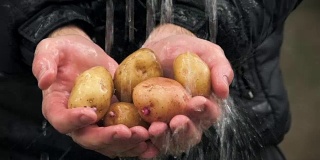 水在人们手中的新鲜土豆上流动