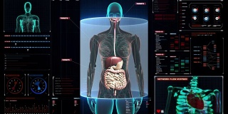 女性身体内部器官扫描，数字显示消化系统