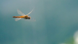 蜻蜓飞着令人惊叹的景色视频素材模板下载