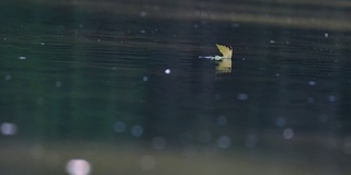 在一个风平浪静的秋日，黄叶轻轻飘下江面