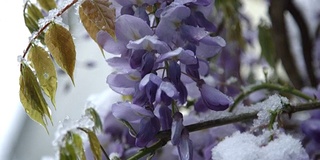 特写:雪花飘落在令人惊叹的丁香灌木丛在极端寒冷的春天