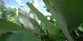 普吉岛热带植物