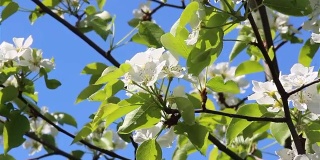 梨树的花