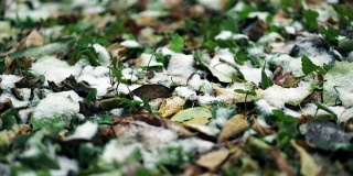 地上早雪。霜草和叶子。关闭视频