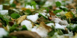 地上的第一场雪。霜草和叶子。宏观的视频