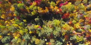 加拿大安大略省秋天的树林上方