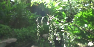 普吉岛热带植物