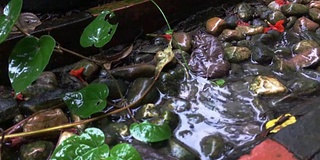 慢镜头水花花园边散步在雨天放大