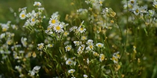 草药-白菊花，牛眼菊