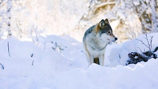 狼站在美丽的冬季森林里视频素材模板下载