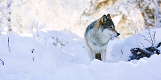 狼站在美丽的冬季森林里