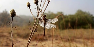 蜻蜓坐在树枝上，抖掉翅膀上的露水。