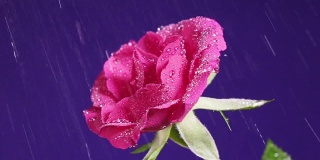 玫瑰花在雨中，水滴像钻石一样闪亮，靠近