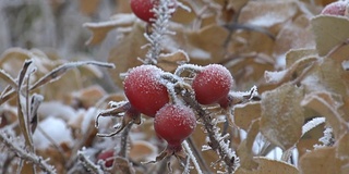 雪中的玫瑰果