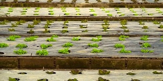 小农场沙拉蔬菜种植在晚上与房屋照明