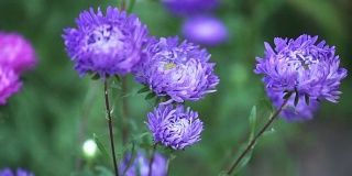 花园里盛开的紫菀花