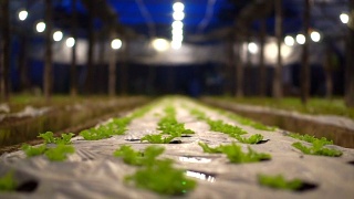 小农场沙拉蔬菜种植在晚上与房屋照明视频素材模板下载