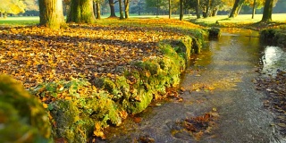 秋天，美丽的公园里流水和树木