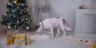有趣的哈士奇狗看什么东西，在圣诞树下挖掘