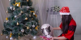 新年庆祝活动中，一个女孩在圣诞树旁给她的哈士奇狗送礼物