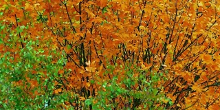 Autumn Tree / Autumn Forest /秋天的树叶