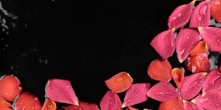 水滴落在漂浮在水中的玫瑰花瓣上。漂亮的背景