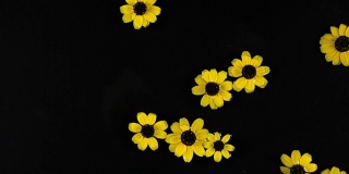黄色的雏菊漂浮在水面上。美丽的,放松的背景
