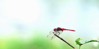 一只红蜻蜓栖息在小树枝上