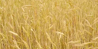 在一个阳光明媚的夏日里，麦田里黄色的麦穗在风中摇曳。特写镜头。缓慢的运动。