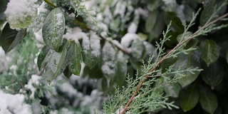 绿叶上突然下起了第一场早雪。冷